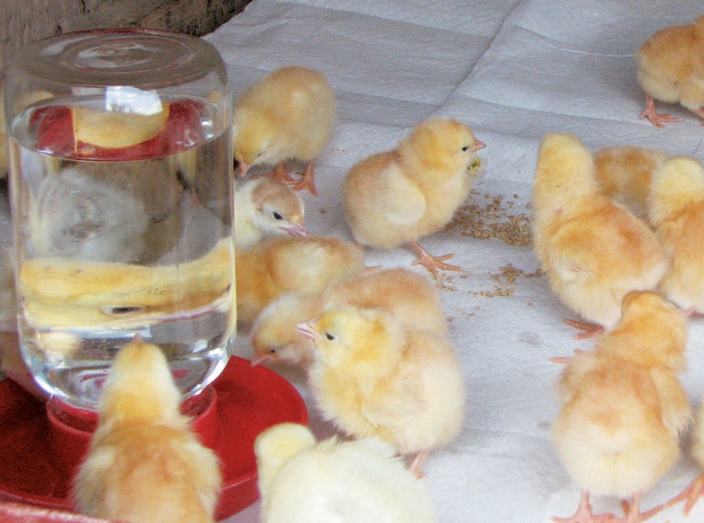 Baby chicks at a watering station.
