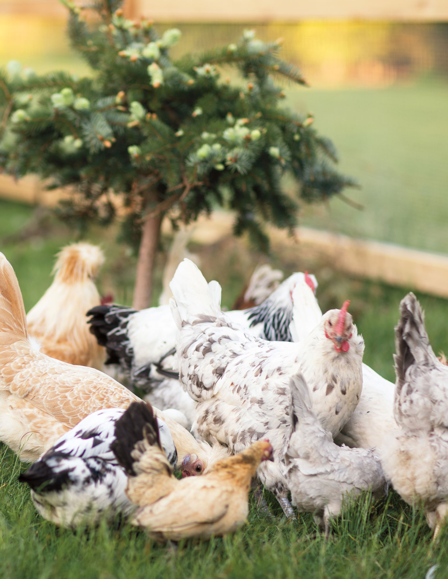 Photo of black, white, and tan chickens in the grass.