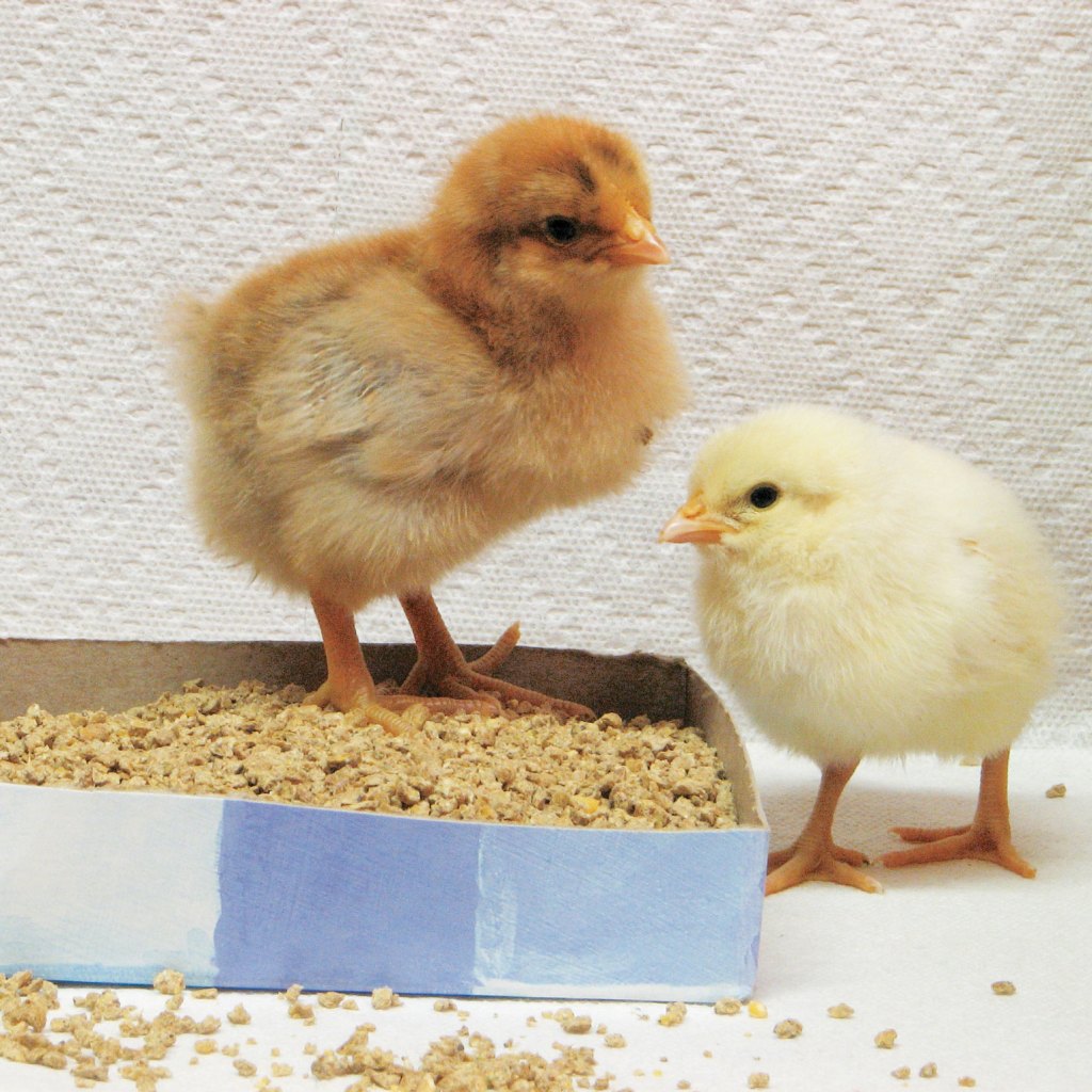Baby chicks pecking for food.