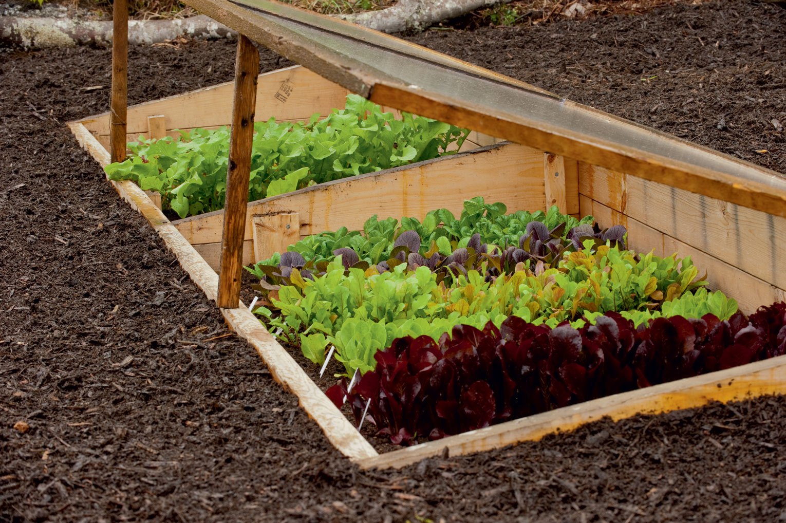 Niki Jabbour: Fooling Mother Nature with Simple Season Extenders
