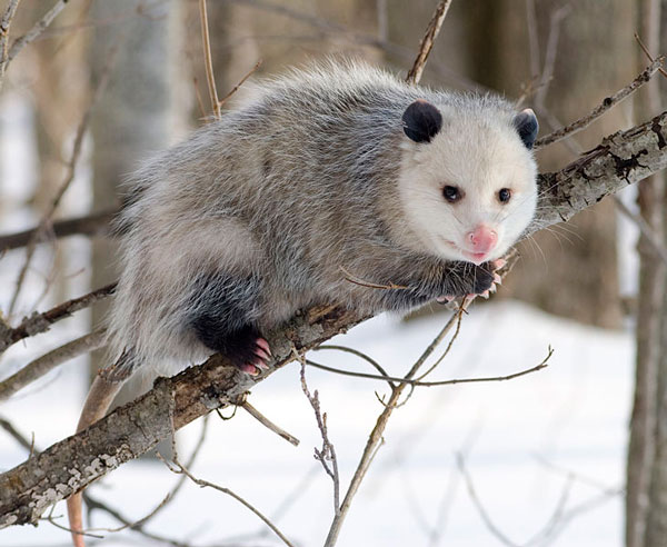 Photo of an Opossum in a tree by Cody Pope