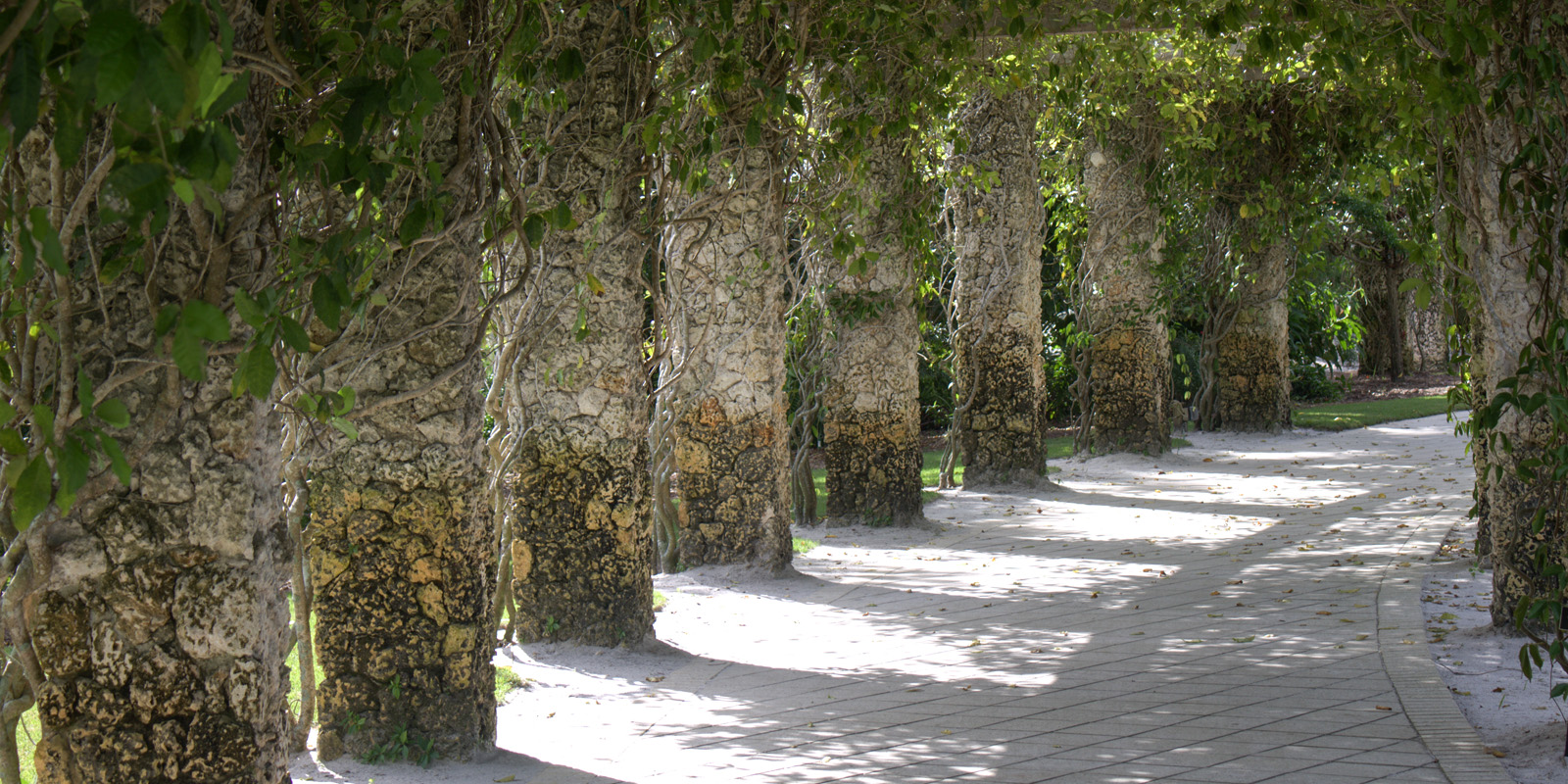 Picture of pathway lined with ivy  covered columns