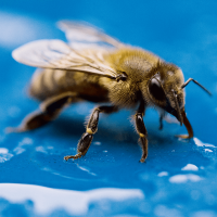 storey-Beekeeping 101: Where Should I Put My Hives