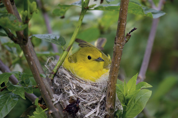 Bird Walking - Female Yellow Warbler on the nest. Photo © Laura Erickson, excerpted from Into the Nest