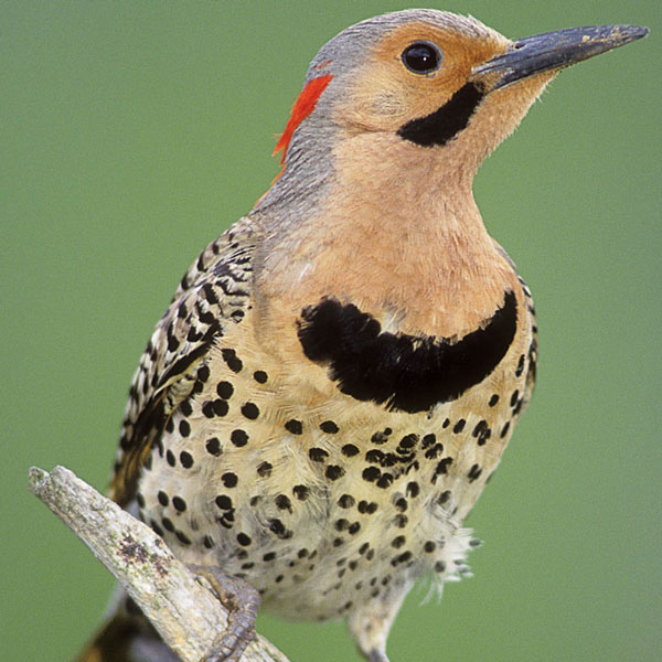 Bird Walking - Northern Flicker. Photo © Marie Read, excerpted from Into the Nest