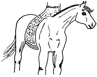 gripping-with-knees-Illus. 31-
Solution-Imagine-your-calves-are-like-a wet-towel-that-sticks-to-your-horse’s-sides.