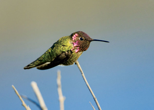Into the Hummingbird Nest