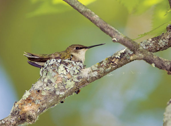 Into the Hummingbird Nest