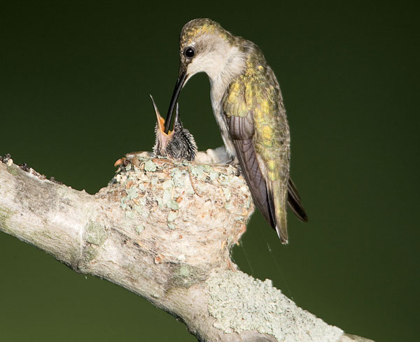 Into the Hummingbird Nest