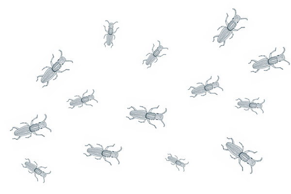 Keep Outdoor Bugs from Comin In- 02