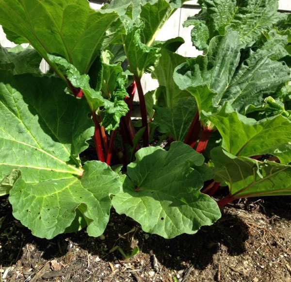 Strawberry-Rhubarb Cobbler: The Taste of Spring