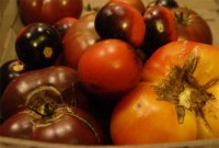 Andrea Chesman: Tomatoes!
