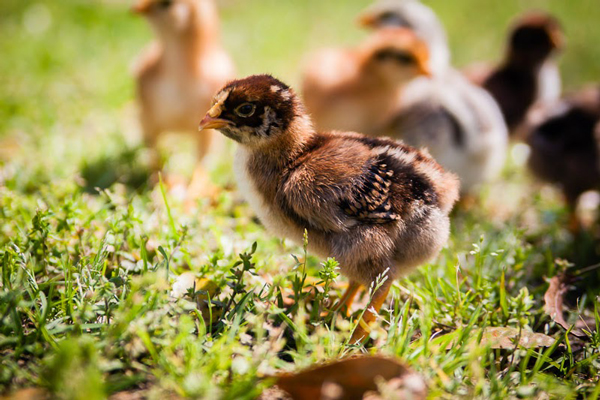 chick-days-fluster-cluck-farm