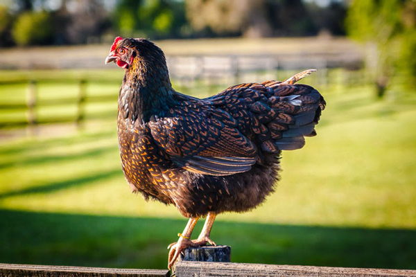 A beautiful Barnevelder. Photo © Brett Missick.