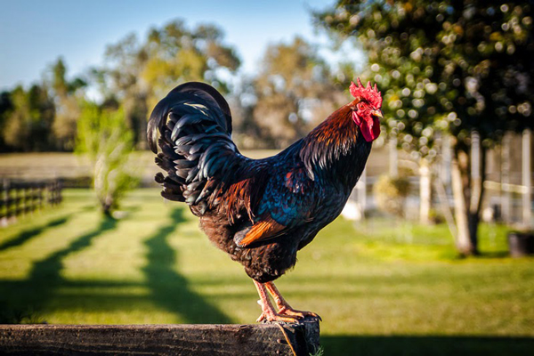 Photo © Brett Missick