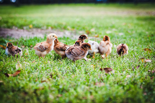 Photo © Brett Missick