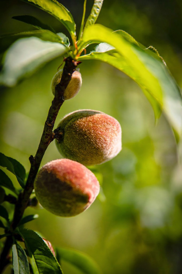 Florida peaches. Photo © Brett Missick.