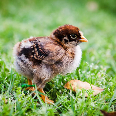 A Fluster Cluck Farm Barnevelder chick. 