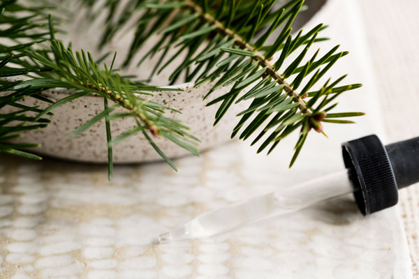 Balsam fir essential oil is wonderful for lifting mental fog and clearing congested lungs. Photo by Mars Vilaubi, excerpted from Stephanie Tourles’s Essential Oils: A Beginner’s Guide