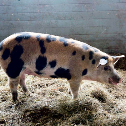 storey-eat-less-meat-01