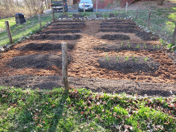 fresh-start-hannah-fries-Hannah’s garden, home to her soon-to-be epic tomatoes.