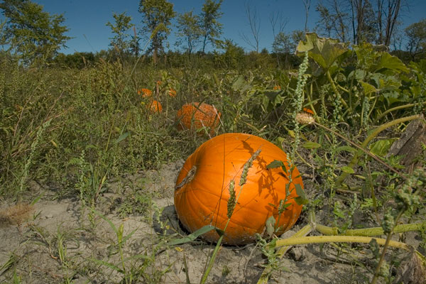 Pumpkin photo by Yvan Leduc