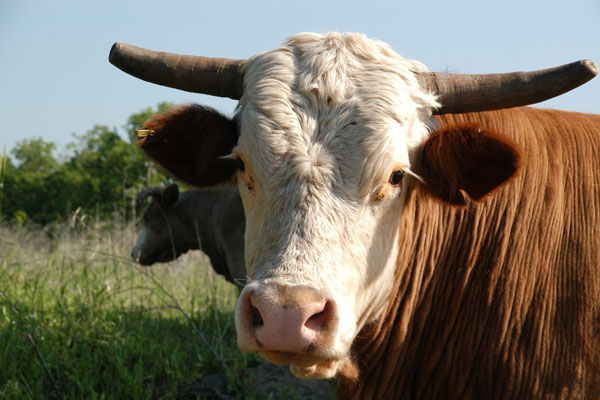 homestead-planner-early-fall