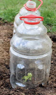 Thrifty gardeners will find success using recycled juice or soda bottles to protect newly planted vegetables.