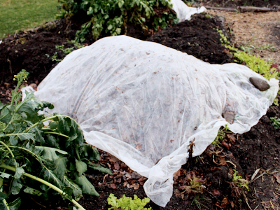 keep-gardening-tips-to-get-you-throug-row-cover-carrots