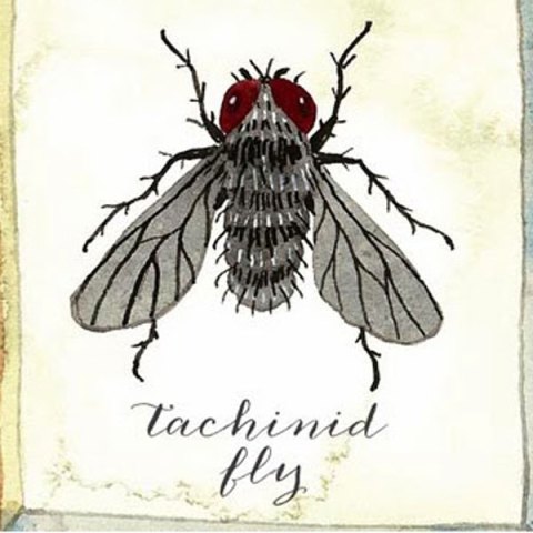 managing-garden-pests-beneficial-insects