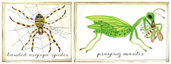 managing-garden-pests-beneficial-insects