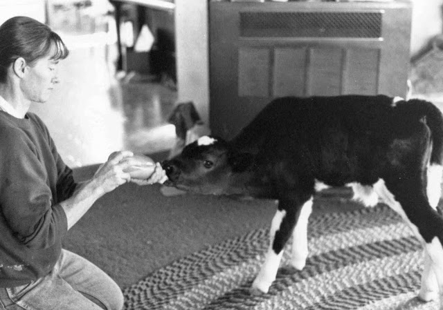 Notes from Sky Range Ranch: The Cows We Kept as Pets