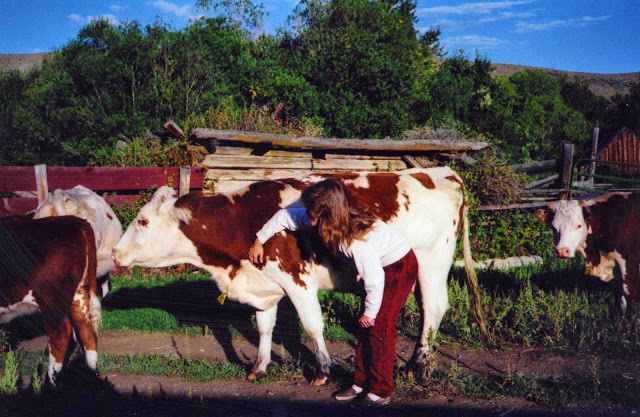 Notes from Sky Range Ranch: The Cows We Kept as Pets
