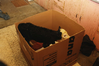 Some premature babies spent days or weeks in our house, like this tiny twin that lived in a box in our kitchen.