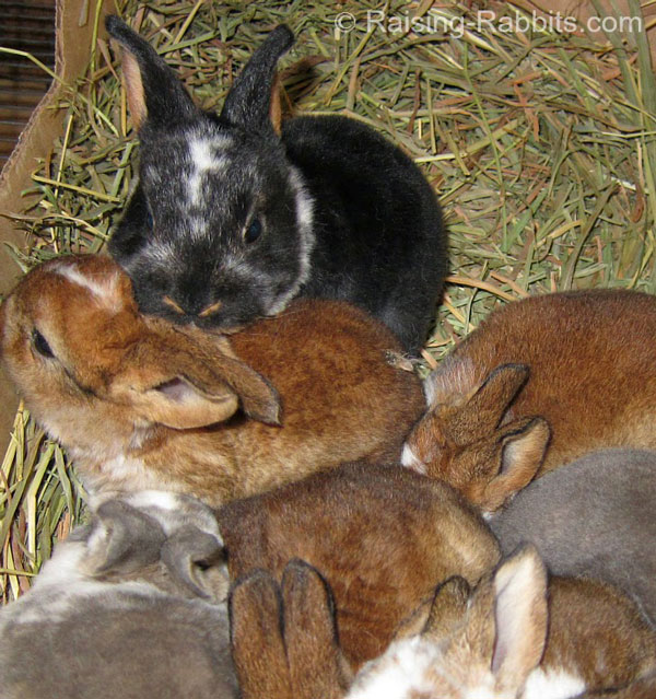 3-week-old kits in the nest box. Photo courtesy of the author.