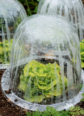 Single-serving-size ‘Tom Thumb’ lettuces are protected from late-autumn frost by inexpensive plastic cloches.