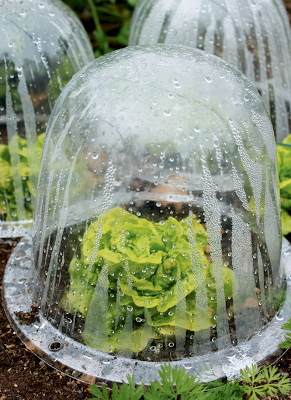 Single-serving-size ‘Tom Thumb’ lettuces are protected from late-autumn frost by inexpensive plastic cloches. 
