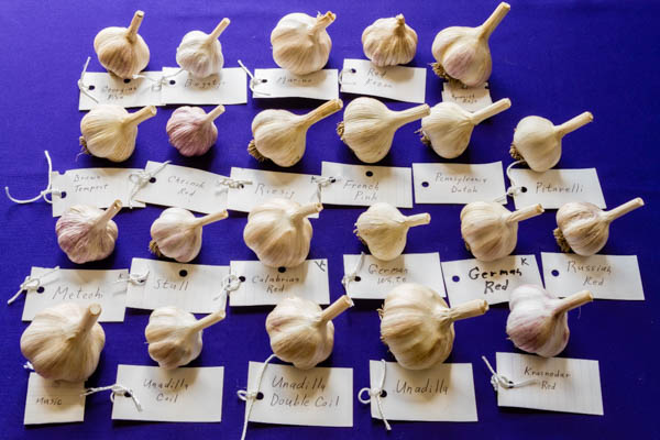 A Guide to Garlic Varieties