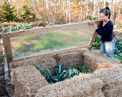 An easy-to-build straw-bale cold frame is a good way
to overwinter tall crops such as kale and leeks.