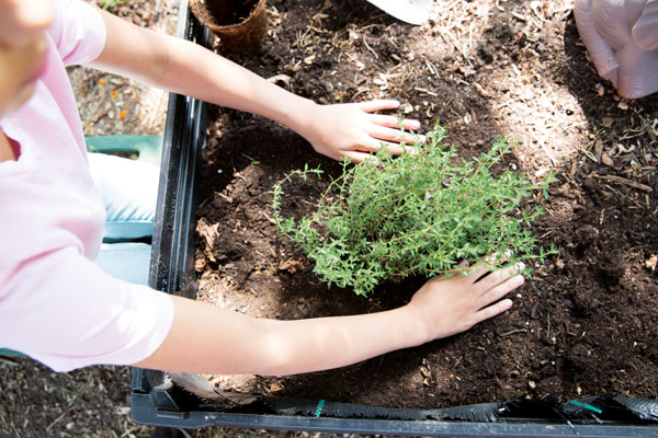 transplanting-tips-kid-gardeners-Transplanting