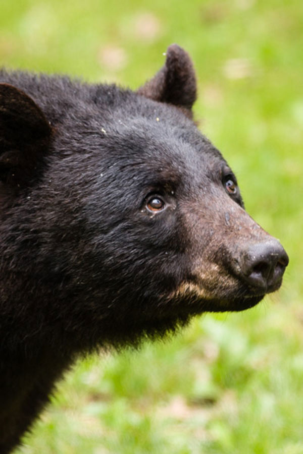 understand-animal-predators