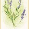 The Lavendar card from “Forest Magic Oracle”