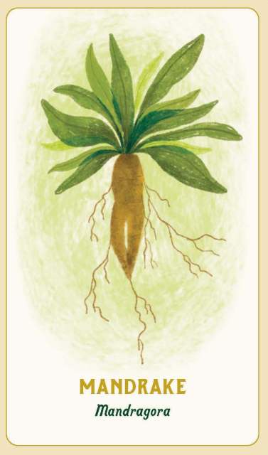 The Mandrake card from “Forest Magic Oracle”