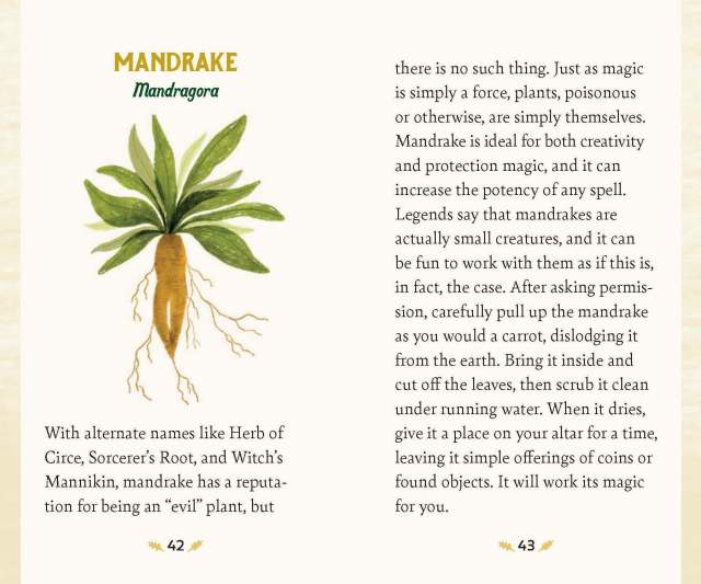 The guidebook entry for Mandrake from “Forest Magic Oracle”