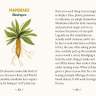 The guidebook entry for Mandrake from “Forest Magic Oracle”