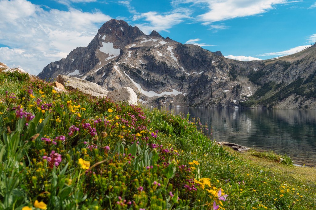 A field of purple and yellow wildflowers with a lake and craggy grey mountain rising in the background.