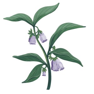Illustration of comfrey from "Enchanted Foraging"