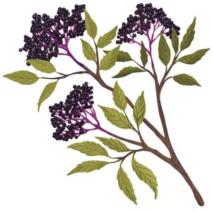 Illustration of elderberry from "Enchanted Foraging"
