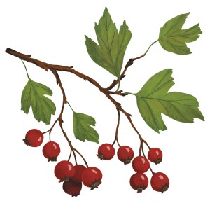 Illustration of hawthorn from "Enchanted Foraging"