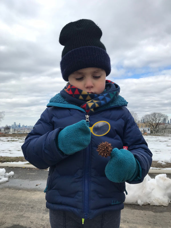 prickly sweetgum seed pod